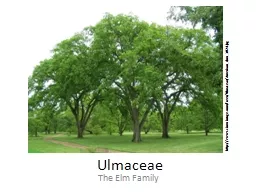 Ulmaceae The Elm Family http://www.cirrusimage.com/Trees/Ulmaceae/American_elms_1024.jpg