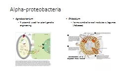 Alpha- proteobacteria Agrobacterium