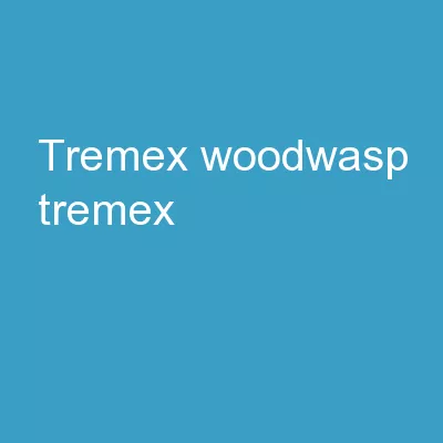 Tremex   woodwasp Tremex