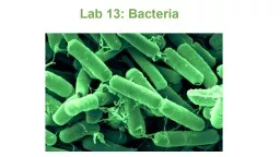 Lab  13: Bacteria Review