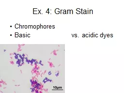 Ex.  4:  Gram Stain Chromophores