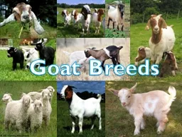 Goat  Breeds Angora Originated in Turkey