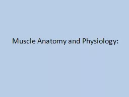 Muscle  Anatomy and Physiology