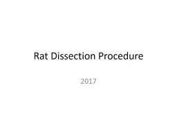 Rat Dissection Procedure
