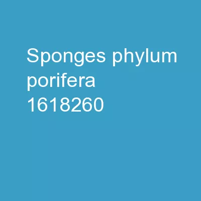 Sponges Phylum:   Porifera