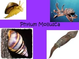 Phylum Mollusca What is a mollusk?