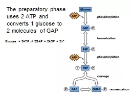 The preparatory phase uses 2 ATP and converts 1 glucose to 2 molecules of GAP