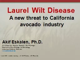 Laurel  Wilt Disease A new threat to California avocado industry
