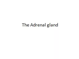 The Adrenal gland I.   Adrerenocortical