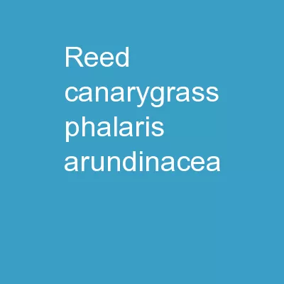 REED CANARYGRASS Phalaris arundinacea