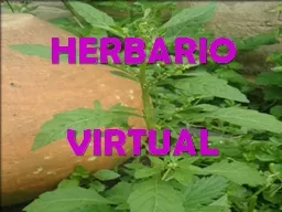 HERBARIO  VIRTUAL HERBARIO VIRTUAL