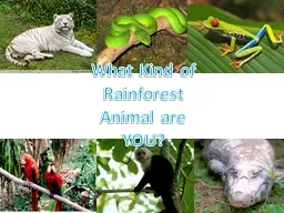 What Kind of Rainforest Animal are YOU?