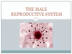 THE MALE  REPRODUCTIVE SYSTEM