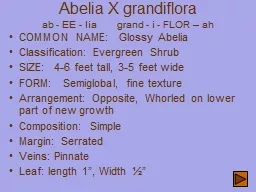 Abelia X grandiflora ab - EE - lia        grand - i - FLOR – ah