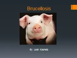 Brucellosis By: Leah  Kasheta