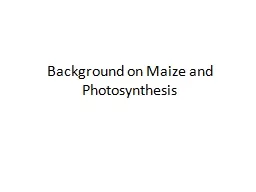Background on Maize and Photosynthesis