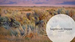 Sagebrush Steppe What is a steppe?
