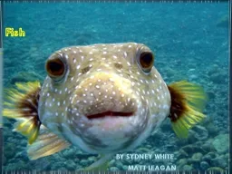 Fish By Sydney White       Matt Leagan