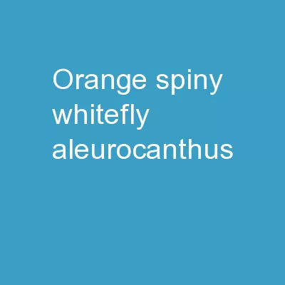 Orange Spiny Whitefly Aleurocanthus