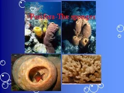Porifera -The sponges Porifera