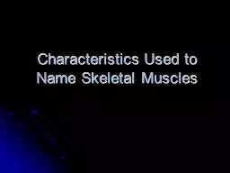 Characteristics Used to Name Skeletal Muscles