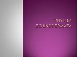 Phylum  Echinodermata What does