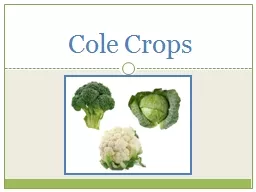 Cole Crops Broccoli  Seedbed Preparation