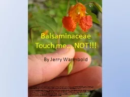 Balsaminaceae Touch me….NOT!!!