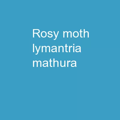 Rosy Moth Lymantria mathura