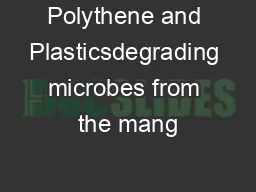 Polythene and Plasticsdegrading microbes from the mang