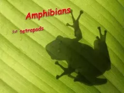 Amphibians 1st   tetrapods