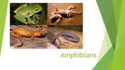 Amphibians Characteristics of Amphibians