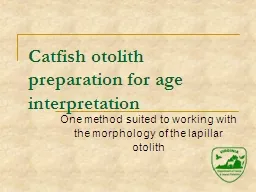 Catfish otolith preparation for age interpretation