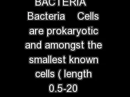 BACTERIA   Bacteria    Cells are prokaryotic and amongst the smallest known cells ( length 0.5-20 