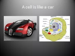 A cell is like a car The nucleus of a cell would be like the driver of a car, they control the cell