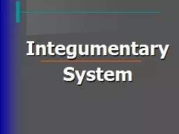 Integumentary System (Hypodermis)