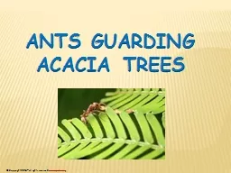 Ants Guarding Acacia Trees