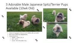 3 Adorable Male Japanese Spitz/Terrier Pups Available (10wk Old)