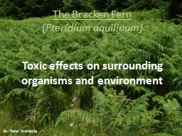 The Bracken Fern  ( Pteridium