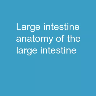 Large Intestine Anatomy of the Large Intestine
