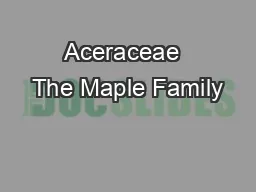 Aceraceae  The Maple Family