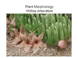 Plant Morphology Hilltop Arboretum