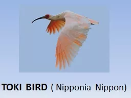 TOKI BIRD  (  Nipponia  Nippon)