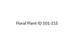 Floral Plant ID 101-115 Saintpaulia