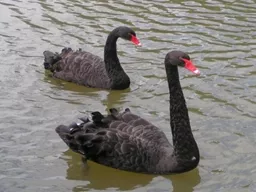 The Black Swan Theory 1)	The event is a surprise (to the observer)