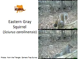 Eastern Gray Squirrel  (