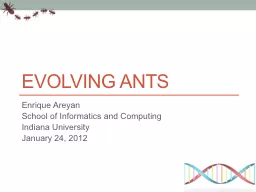 Evolving Ants Enrique Areyan