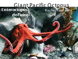 Giant Pacific Octopus Rachel Kamradt