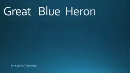 Great   Blue  Heron