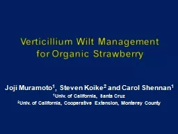 Verticillium Wilt Management  for Organic Strawberry Joji Muramoto